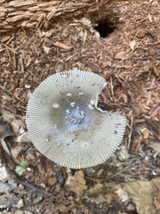 Amanita rhacopus