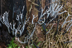 Xylaria hypoxylon