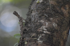 Draco maculatus haasei