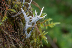 Xylaria hypoxylon