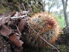 Mammillaria discolor