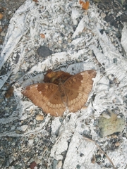Euthalia monina