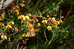 Bossiaea cinerea