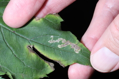 Liriomyza limopsis