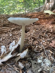 Amanita rhacopus