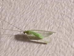 Ceraeochrysa lineaticornis