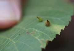 Caryomyia
