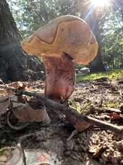 Xerocomus subtomentosus