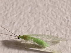 Ceraeochrysa lineaticornis