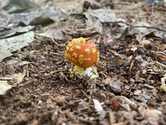 Amanita persicina