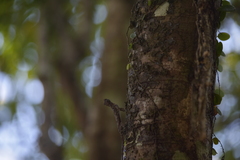 Draco maculatus haasei