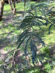 Acacia dealbata