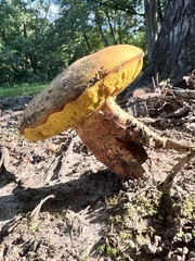 Xerocomus subtomentosus