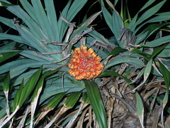 Pandanus odorifer