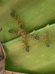 Oecophylla smaragdina