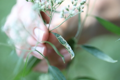 Liriomyza carphephori
