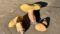 Xerocomus subtomentosus