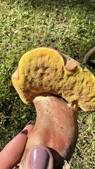 Xerocomus subtomentosus