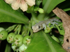 Lepidodactylus lugubris