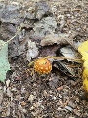 Amanita persicina