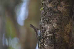 Draco maculatus haasei