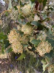 Hakea amplexicaulis