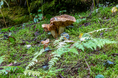 Lactarius repraesentaneus