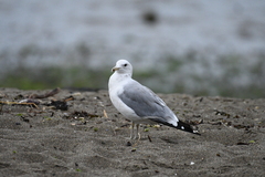Larus californicus