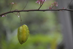 Averrhoa carambola