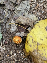 Amanita persicina