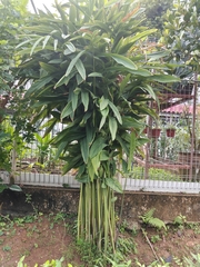 Alpinia galanga