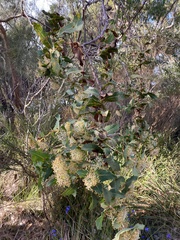 Hakea amplexicaulis