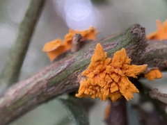 Puccinia evadens
