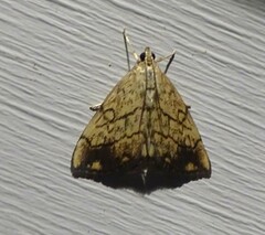 Evergestis pallidata