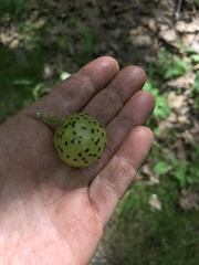 Amphibolips quercusinanis