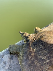 Apalone spinifera pallida