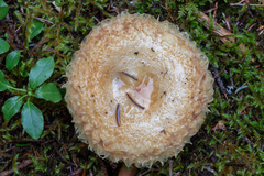 Lactarius scrobiculatus
