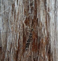Ischnotoma