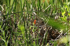 Erythranthe cardinalis