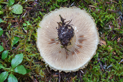 Lactarius scrobiculatus