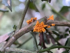 Puccinia evadens