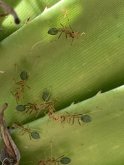 Oecophylla smaragdina