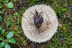 Lactarius scrobiculatus