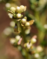 Baccharis pilularis