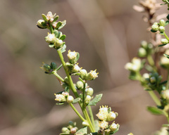 Baccharis pilularis
