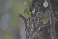 Draco maculatus haasei