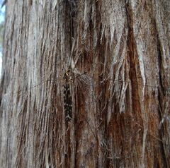 Ischnotoma