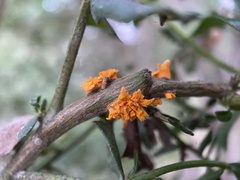 Puccinia evadens