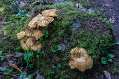 Lactarius repraesentaneus
