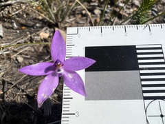 Glossodia minor